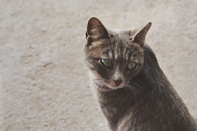 一只银斑猫的聚焦照片